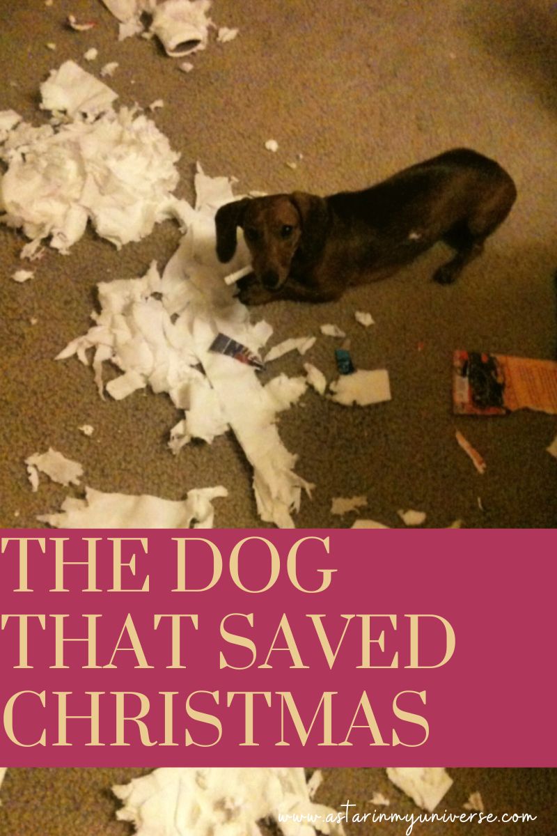 chocolate brown dachshund surrounded by torn paper