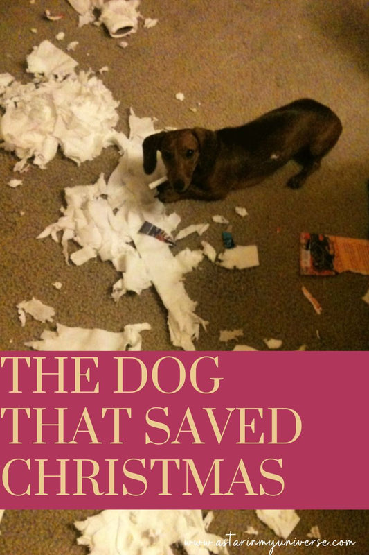 chocolate brown dachshund surrounded by torn paper